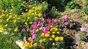 Эшольция - яркий и неприхотливый однолетник