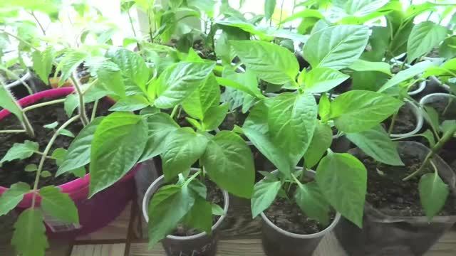 Размещение рассады на лоджии