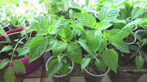 Размещение рассады на лоджии