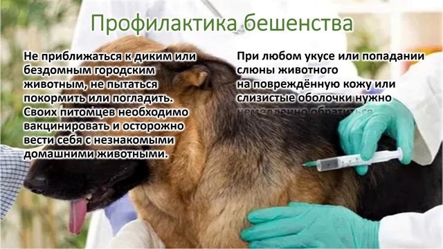 Внимание, бешенство!