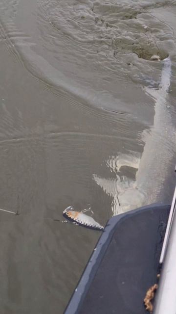 РАБОЧАЯ ПРИМАНКА НА ЖЕРЕХА 100%