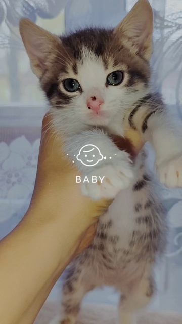 Носики курносики 😍 ищут добрые и любящие семьи🙏  Беременную кошку спасли от стаи злых собак, т.к.