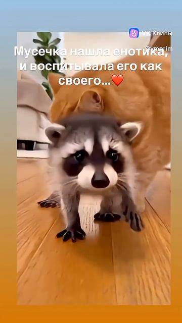 😸❤️🥰 Мама Муся