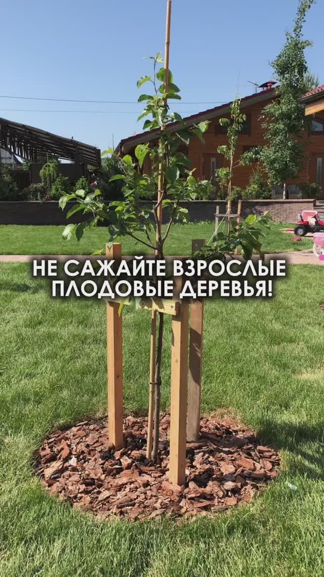 Как получить хороший урожай от плодовых деревьев