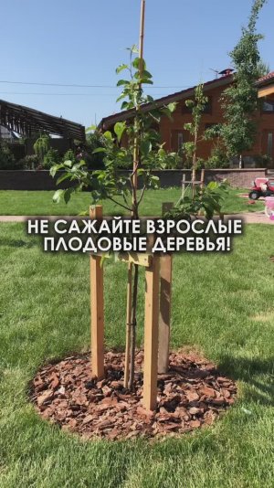 Как получить хороший урожай от плодовых деревьев
