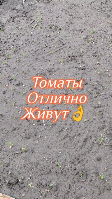 Сажаем рассаду в Апреле✅ в Открытый грунт🙏
21 апреля, срывается снег❌❌❌