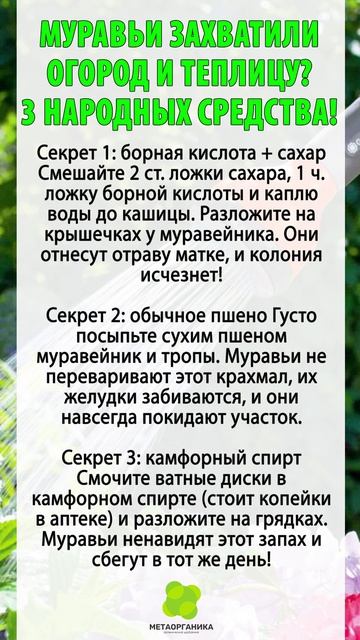 Муравьи захватили огород и теплицу 3 народных средства
