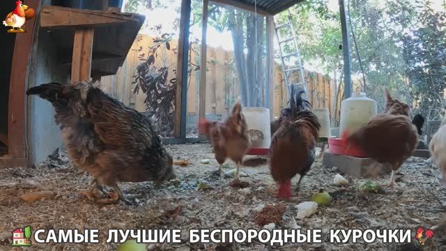 Цыплята и Курочки селяночки лучшие беспородные несушки 🥚 (468)