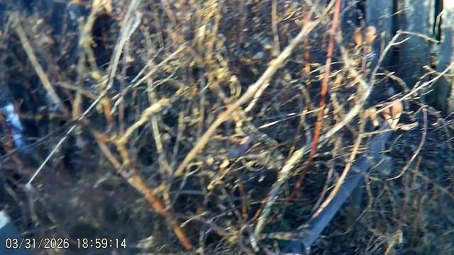 ПРИШЛА ВЕСНА. ПОЛНАЯ ЯМКА ВОДЫ. ТОПИТ КАРТОФЕЛЬ.