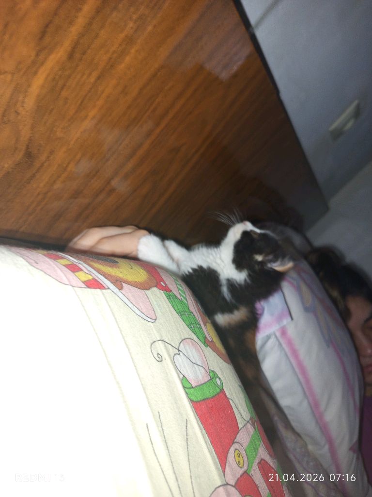 красивый котёнок