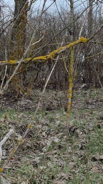 Заяц, ты меня слышишь???