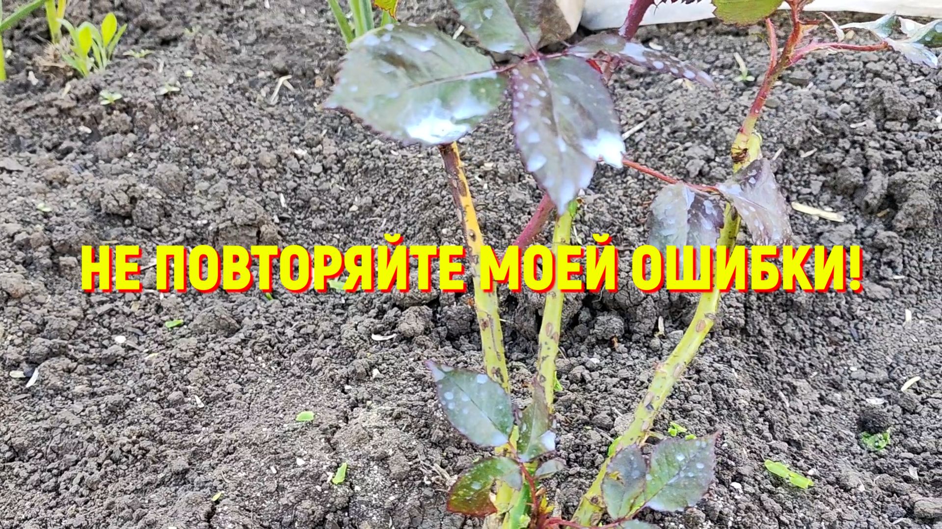 52. Переехали на Юг. Обычный день. Не повторяйте мою ошибку.