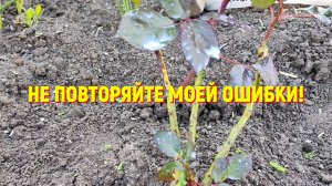52. Переехали на Юг. Обычный день. Не повторяйте мою ошибку.