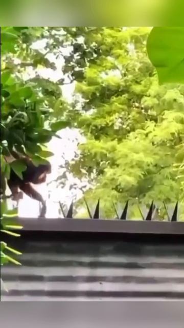 смешняффка Shorts