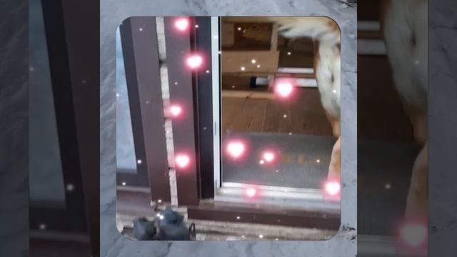 1000056733.mp4 (Собака наблюдает за устройством лестницы на 2-ой этаж в доме А-фрейм)