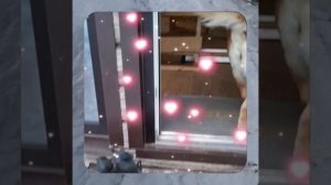 1000056733.mp4 (Собака наблюдает за устройством лестницы на 2-ой этаж в доме А-фрейм)