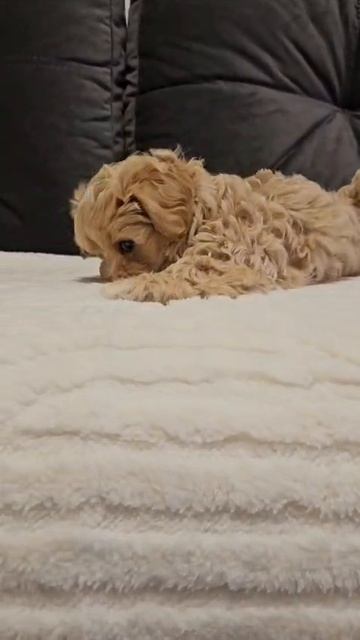 Щенок мальтипу Бони, возраст 2 месяца