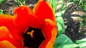 Море тюльпанов .