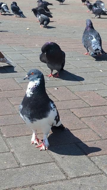 Голубиная площадь в Геленджике.mp4