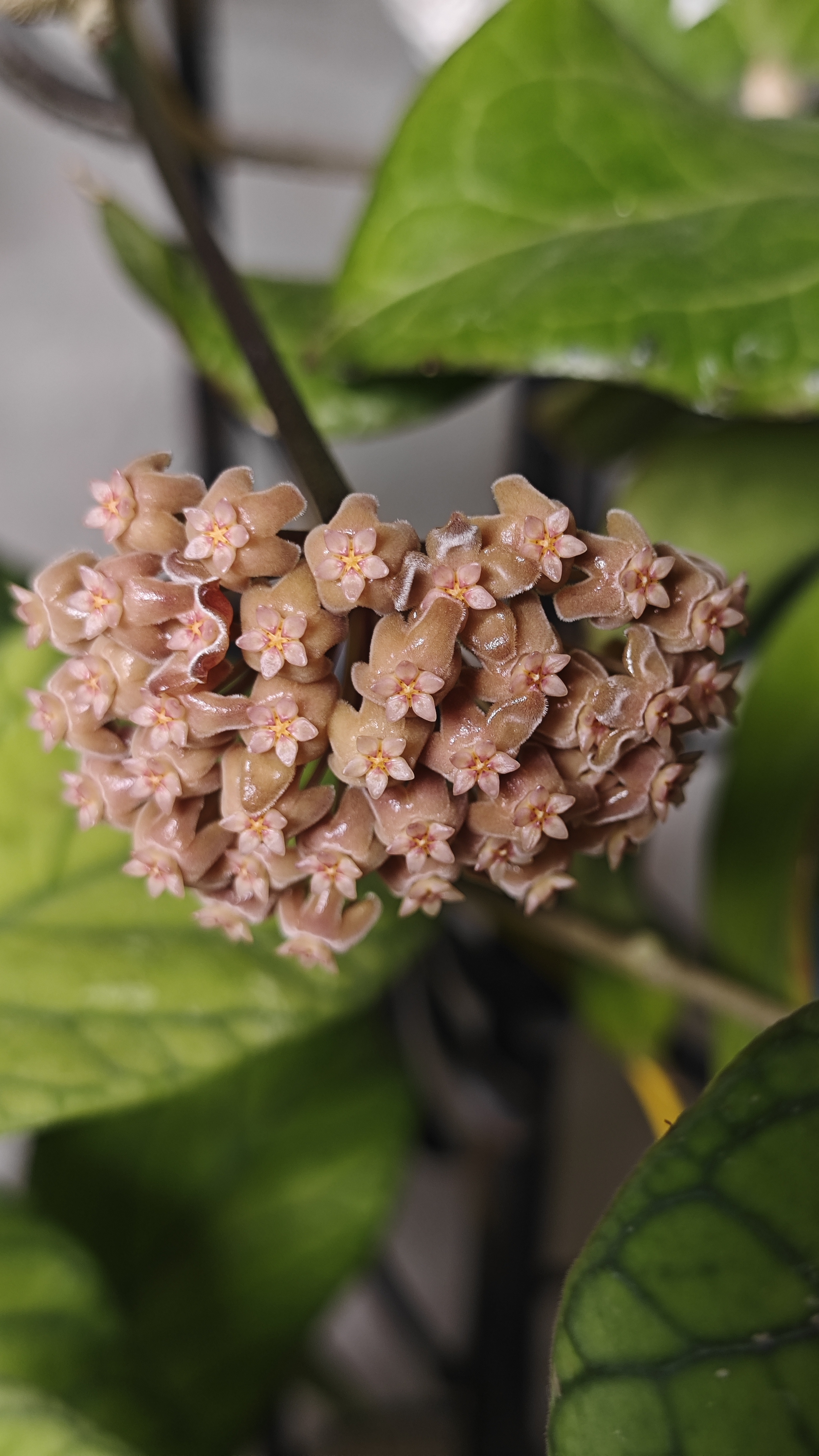 Hoya Chuniana