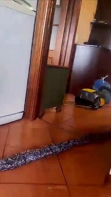 Испуганные кошки