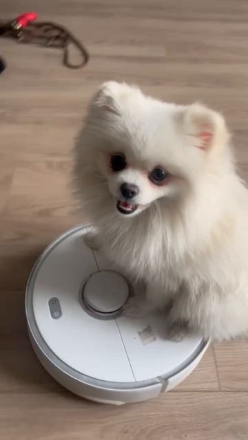 Шпиц, таксист- наездник.