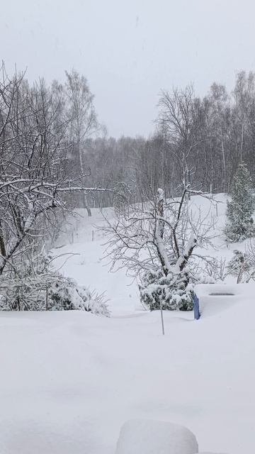 Собака ругается...опять снег!