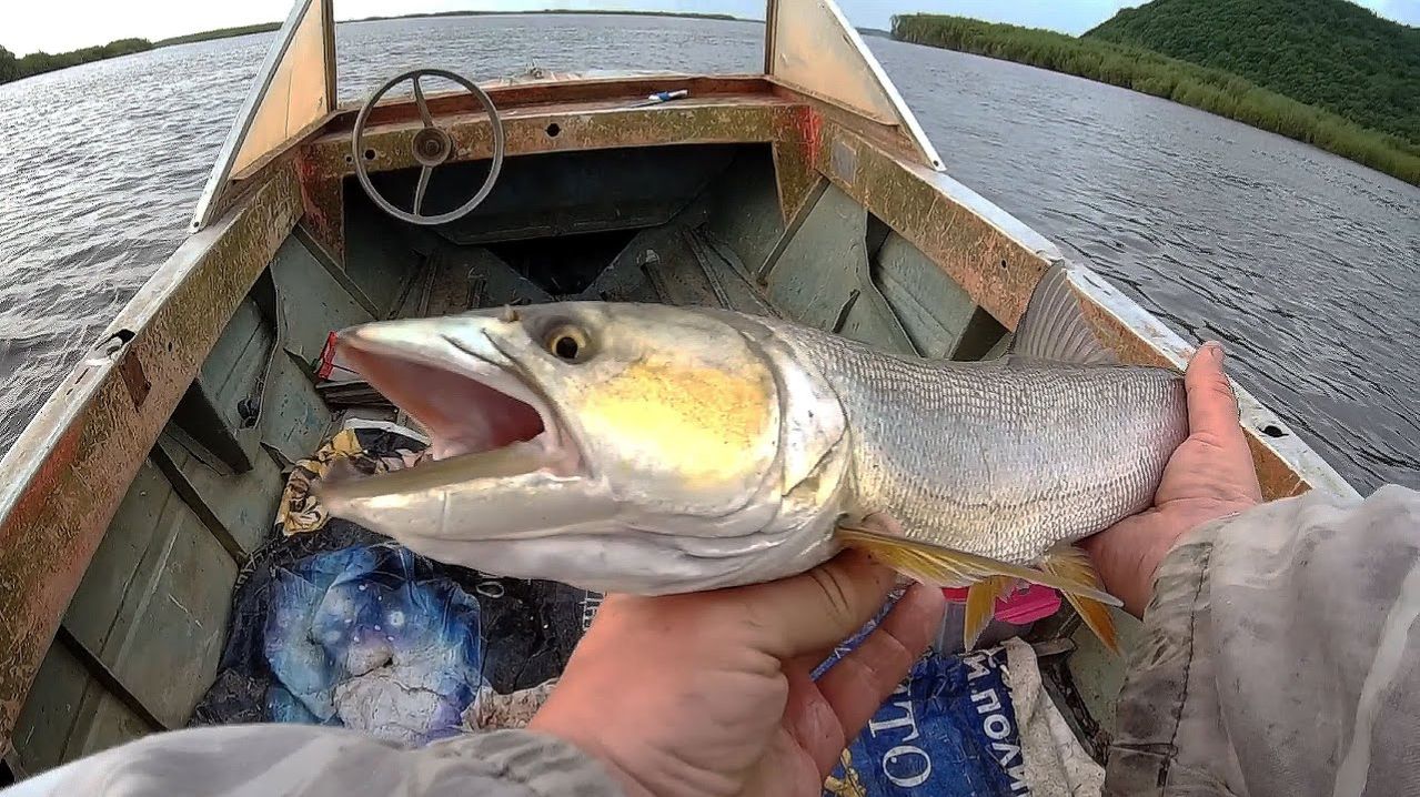 ТАКУЮ РЫБАЛКУ ВЫ ЕЩЁ НЕ ВИДЕЛИ. ЛОВ ЖЕЛТОЩЕКА И ВЕРХОГЛЯДА ЛУЧШАЯ РУССКАЯ РЫБАЛКА 2026 ОНЛАЙН
