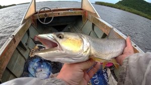 ТАКУЮ РЫБАЛКУ ВЫ ЕЩЁ НЕ ВИДЕЛИ. ЛОВ ЖЕЛТОЩЕКА И ВЕРХОГЛЯДА ЛУЧШАЯ РУССКАЯ РЫБАЛКА 2026 ОНЛАЙН