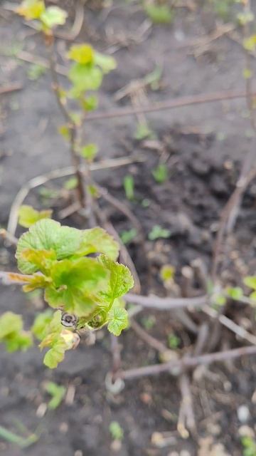 Эко клубника✅ 
Выращиваем натуральные продукты ✅
Без химии✅