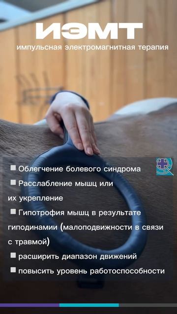 Импульсная электромагнитная терапия лошадей (ИЭМТ) в МАКСИМА ВЕТ.