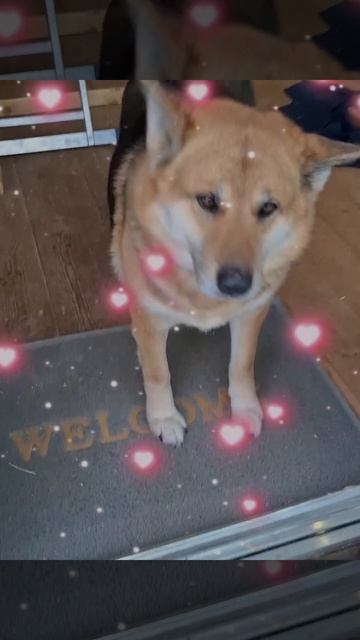 1000056724.mp4 (Собака наблюдает за устройством лестницы на 2-ой этаж в доме А-фрейм)