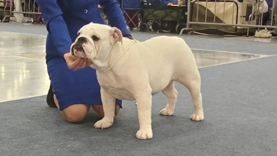 19.04.2026 г. Монопородная выставка КЧК в КК,Санкт-Петербург. Судья Phred Wong, Тайланд