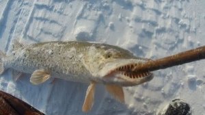 Ловим Речного Хищника. Большой Улов. Лучшая Зимняя Рыбалка 2026 на Щуку. Нереально Крутая Рыбалка