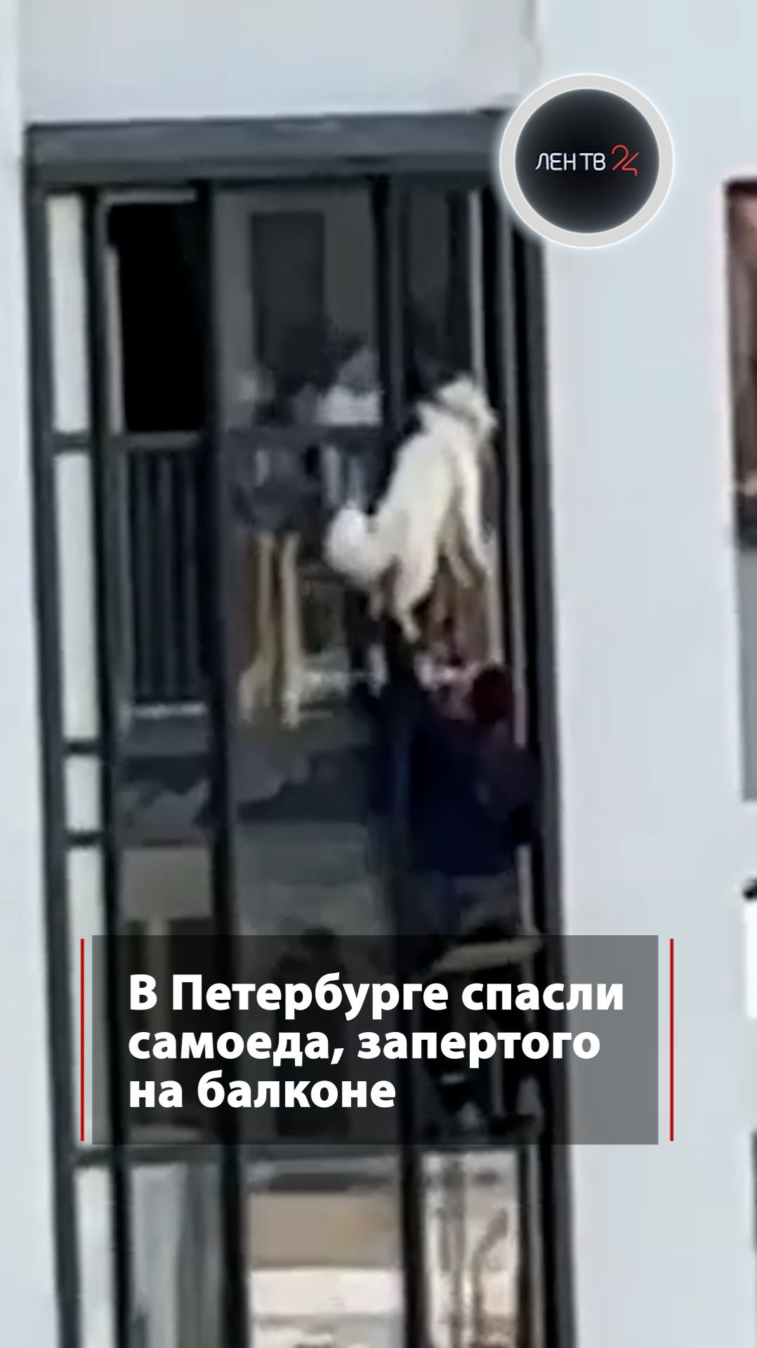 Хозяева заперли собаку на балконе и уехали