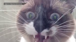 КАРАНТИН ПО БЕШЕНСТВУ ВВЕЛИ В СОСНОВОБОРСКОЙ МНОГОЭТАЖКЕ