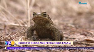 «Дорогу амфибиям!»: в Сестрорецке начался сезон миграции жаб