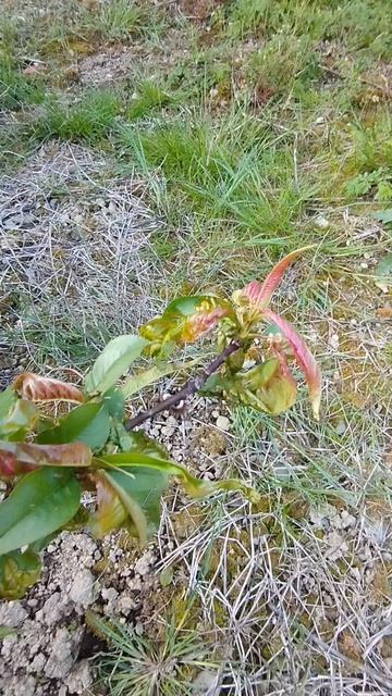 Чем болеет персик