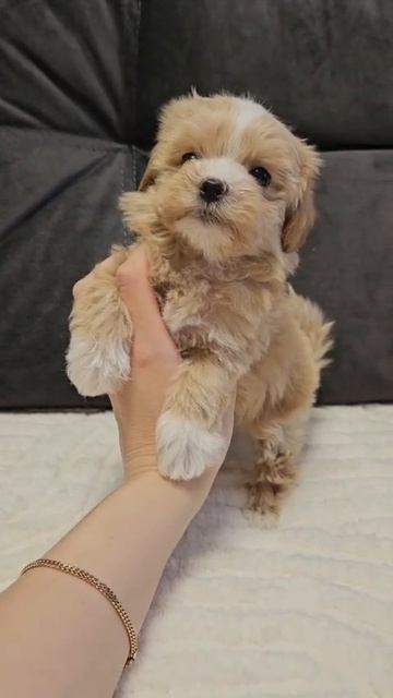 Щенок мальтипу Лики, возраст 2 месяца