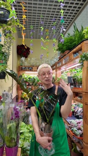 Растения, благодаря которым вы точно разбогатеете. Деньги для всех знаков зодиака.