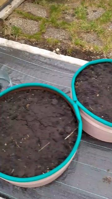 Актинидии пересадили на постоянное место жительства