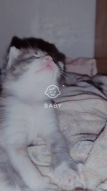 Носики курносики 😍 ищут добрые и любящие семьи🙏  Беременную кошку спасли от стаи злых собак, т.к.