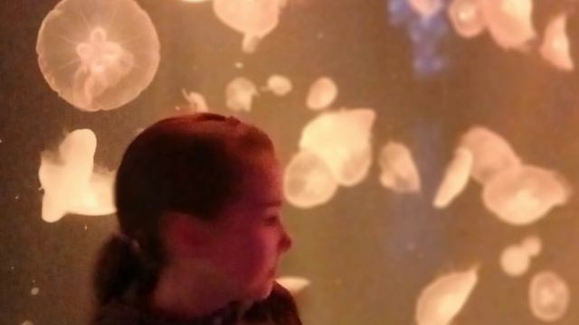 Океанариум гор. Владивосток