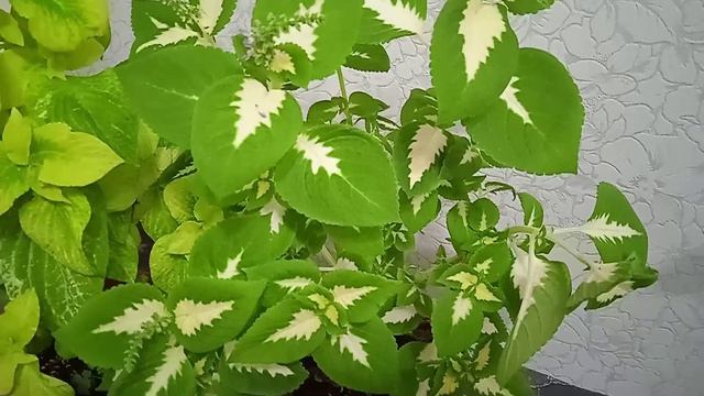 Самый простой способ выращивания Колеусов из семян