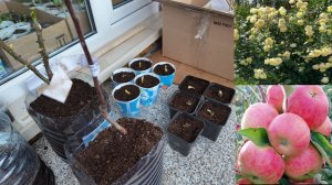 Распаковка саженцев: яблоня Соковое-3, роза Эльф, земляника и подарочек.