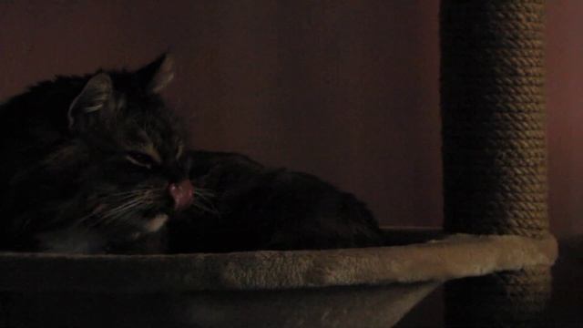 Отдыхал в гамаке