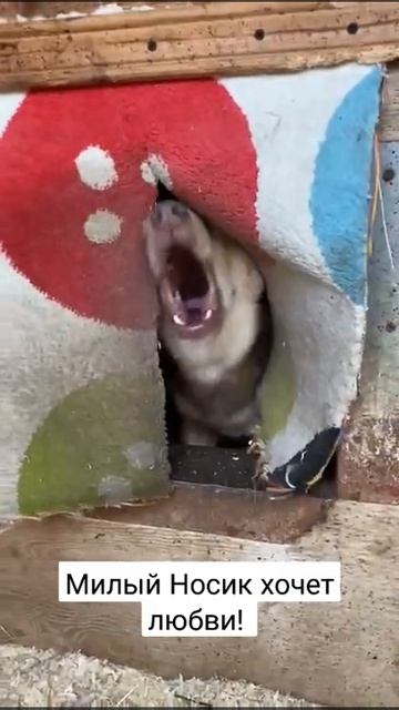 Малыш Бобик хочет домой! Хозяин найдись! 🤗❤️