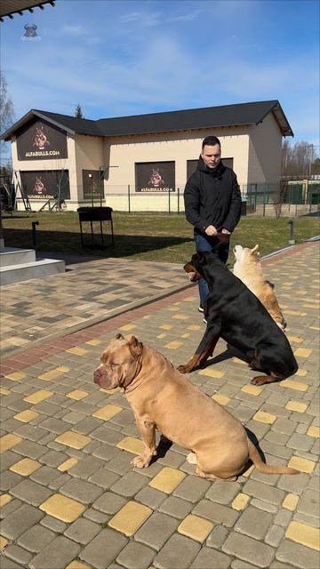 Справляюсь сразу с четыремя собаками, пока вы не можете с одной! Хотите знать как?!