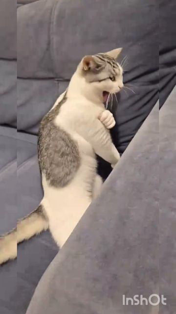 # кошкимышки#😂# обовсемнасвете # рекомендации # тренды #