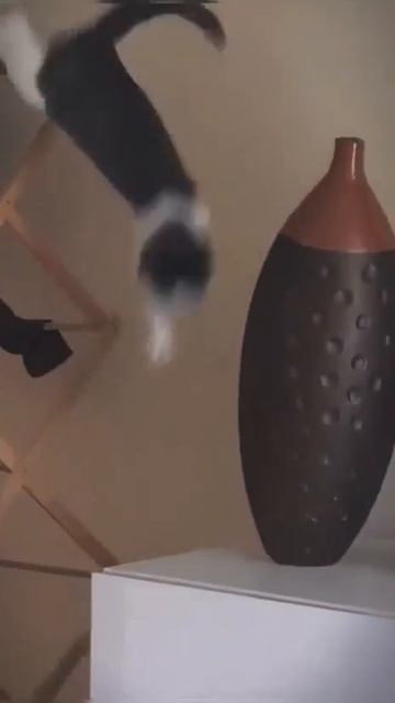 #котик#проблемы